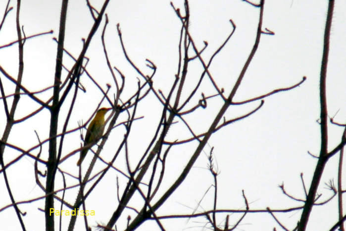 Slender-billed oriole in Vietnam in May 2026