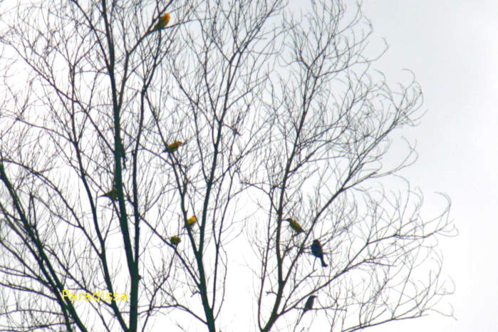 Slender-billed oriole in Vietnam