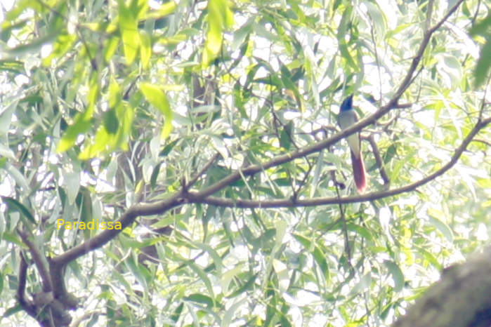Amur paradise flycatcher in Vietnam