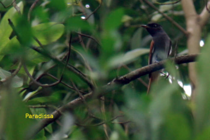 Blyth's Paradise-Flycatcher in Vietnam
