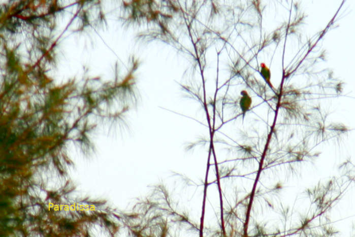 Red-breasted parakeet in Vietnam