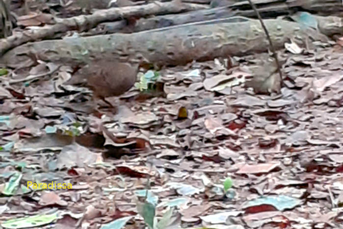 Bird Watching at Cat Tien National Park Vietnam - Part 2