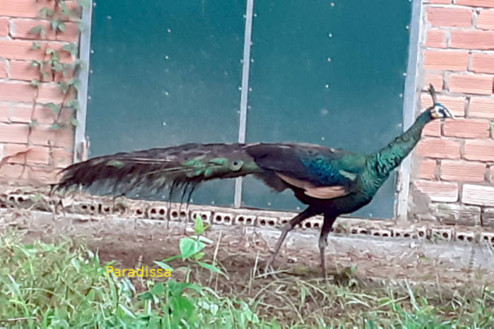 Green peafowl in Vietnam