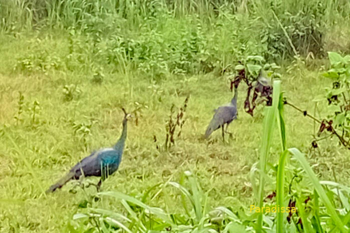Green peafowl in Vietnam