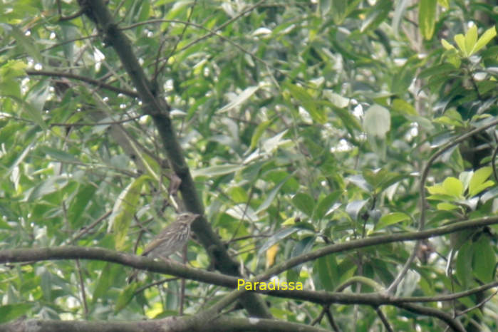 Olive-backed pipit in Vietnam