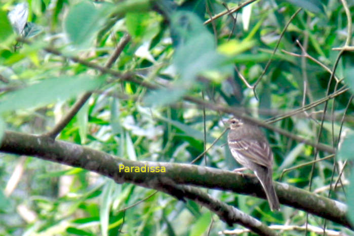 Olive-backed pipit in Vietnam