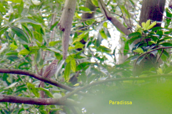 Olive-backed pipit in Vietnam