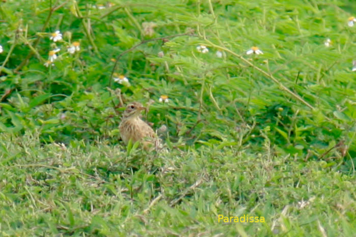 Paddyfield pipit in Vietnam