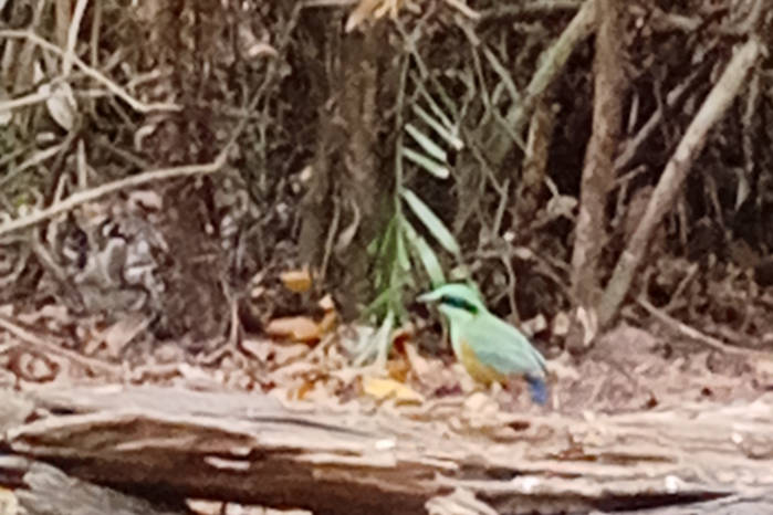 Bar-bellied pitta in Vietnam