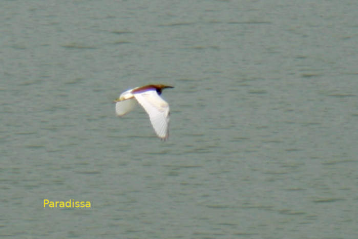 Chinese pond heron in Vietnam
