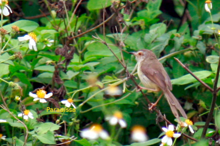 Plain prinia in Vietnam