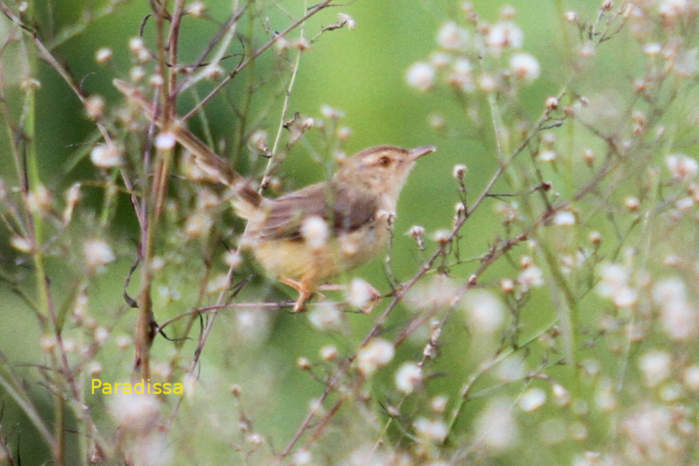 Plain prinia in Vietnam