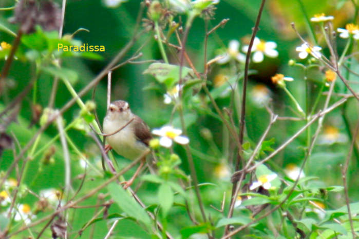 Plain prinia in Vietnam