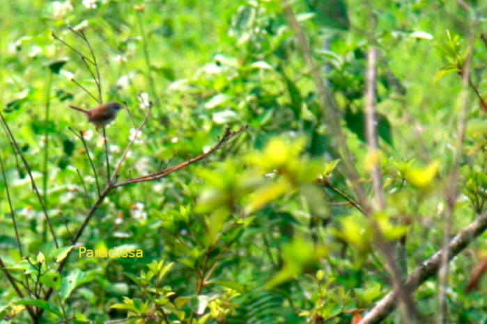 Rufescent Prinia in Vietnam