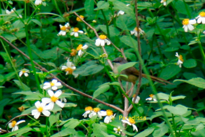 Yellow-bellied prinia in Vietnam