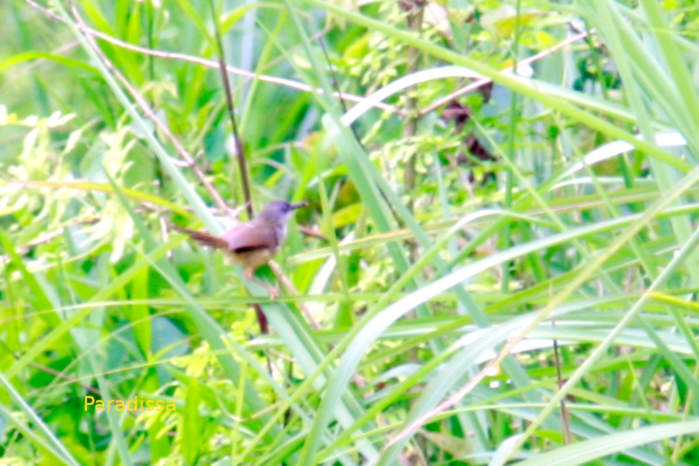 Yellow-bellied prinia