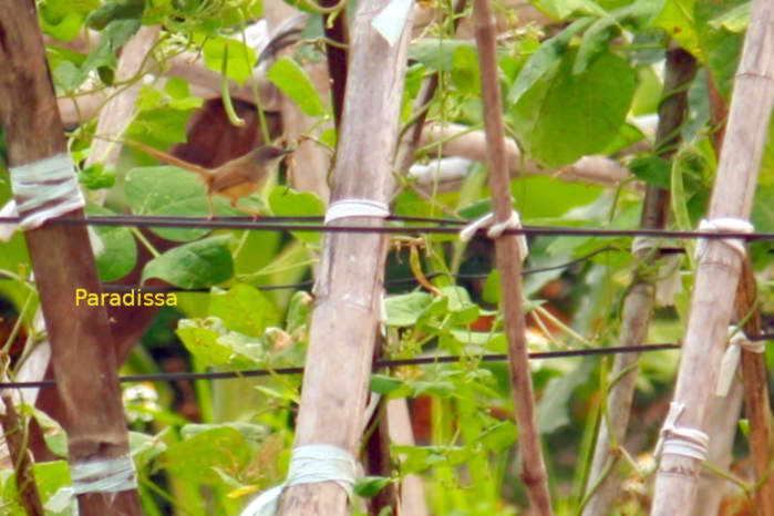 Yellow-bellied prinia Vietnam April 2026
