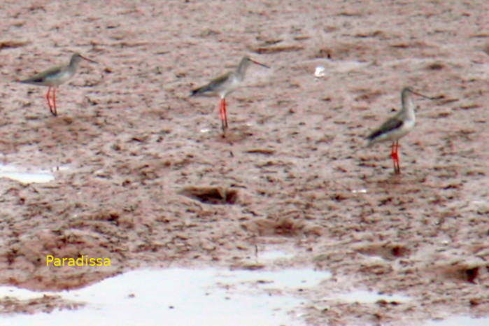 Bird-Watching Tour at Xuan Thuy National Park