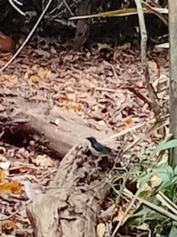 Siberian blue robin in Vietnam
