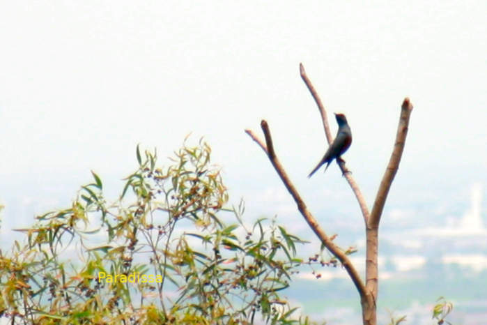 Blue rock-thrush in Vietnam
