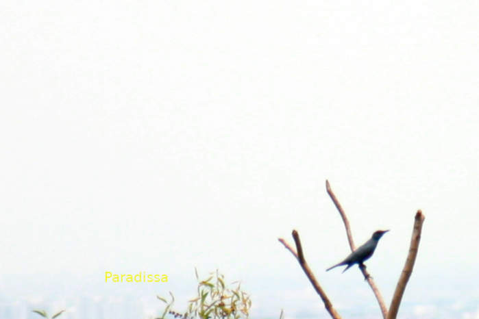 Blue rock-thrush in Vietnam