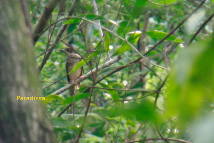 A female white-throated rock-thrush in Vietnam