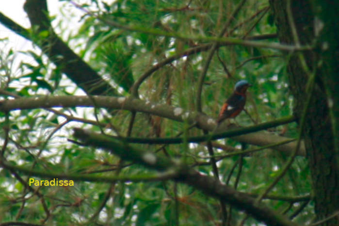 A male white-throated rock-thrush in Vietnam in May 2026