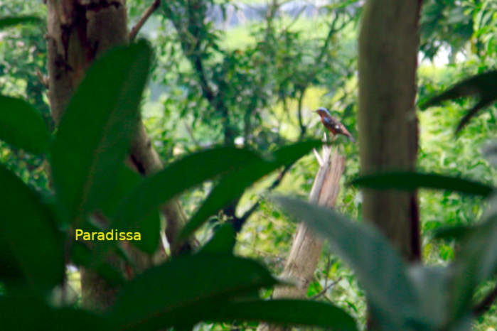 White-throated rock-thrush