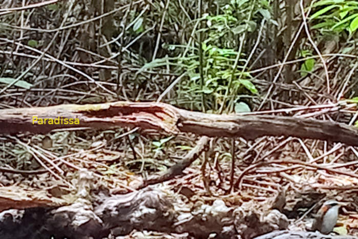 White-browed scimitar-babbler in Vietnam