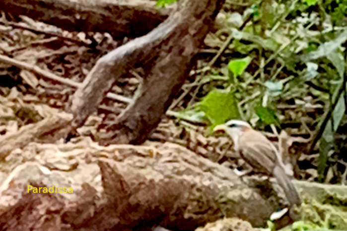 White-browed scimitar-babbler in Vietnam