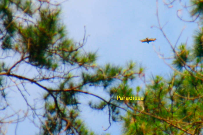 Crested serpent-eagle in Vietnam