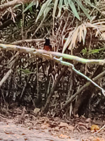 White-rumped shama in Vietnam