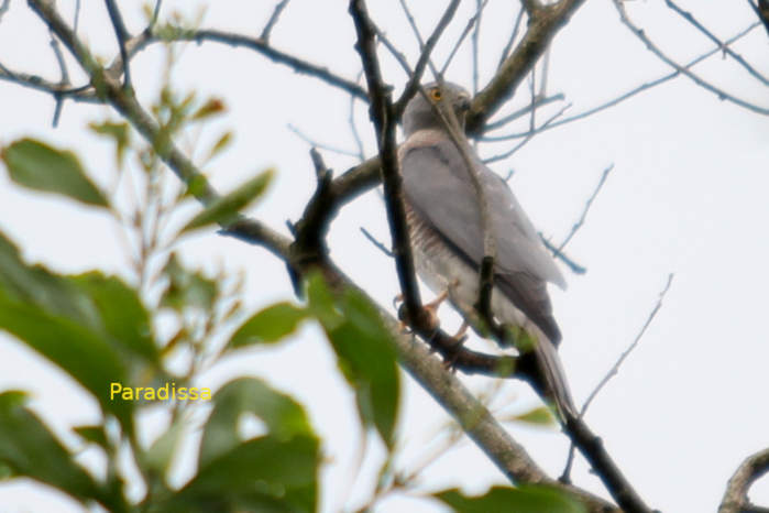 Shikra in Vietnam