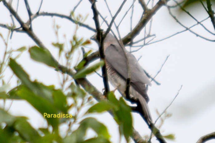 Shikra in Vietnam