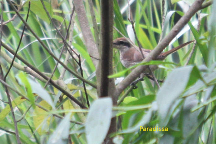 Brown shrike in Vietnam