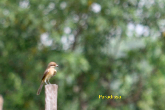 Brown shrike in Vietnam