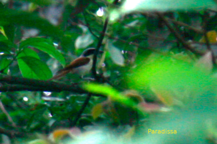 Burmese shrike in Vietnam