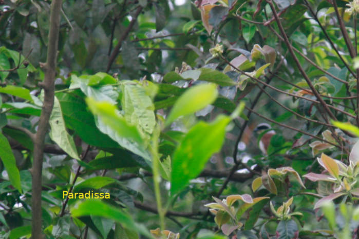 Burmese shrike in Vietnam