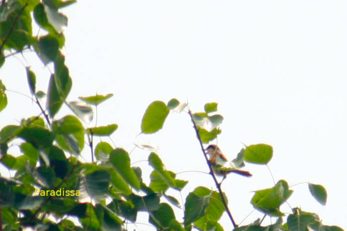 Long-tailed shrike in Vietnam