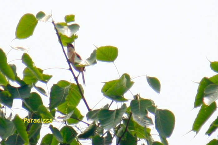 Long-tailed shrike in Vietnam