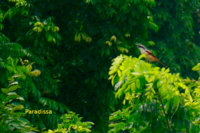 Long-tailed shrike in Vietnam