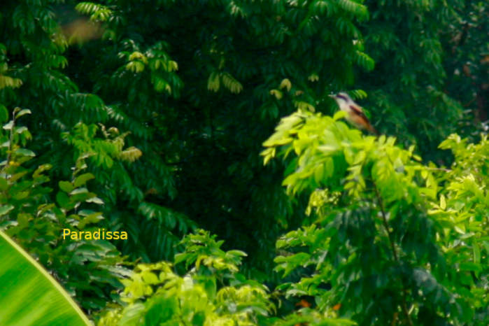 Long-tailed shrike in Vietnam