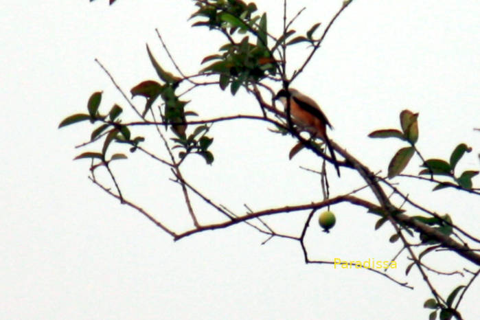 Long-tailed shrike in Vietnam