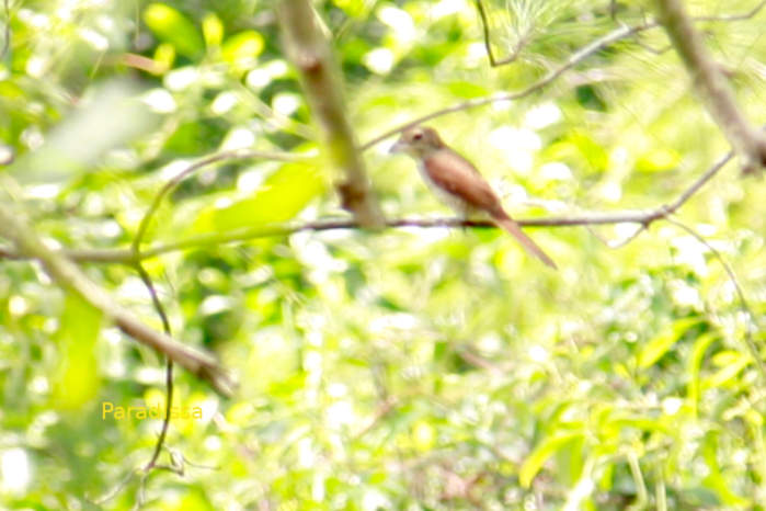 Tiger shrike in Vietnam