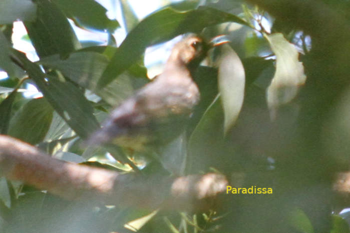 Siberian Thrush in Vietnam