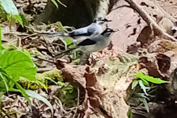 White-spectabled or black-headed sibia in Vietnam