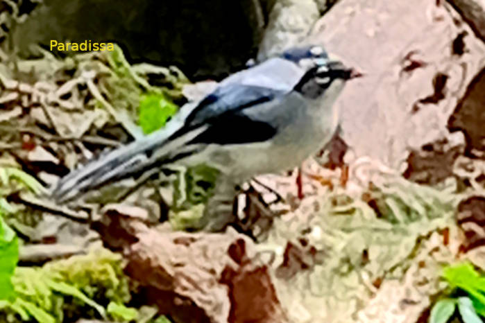 White-spectabled or black-headed sibia in Vietnam