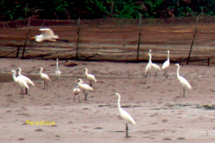 Black-faced spoonbill, Eurasian spoonbill and different egrets in Vietnam