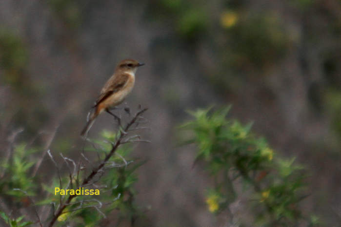 Amur stonechat in Vietnam
