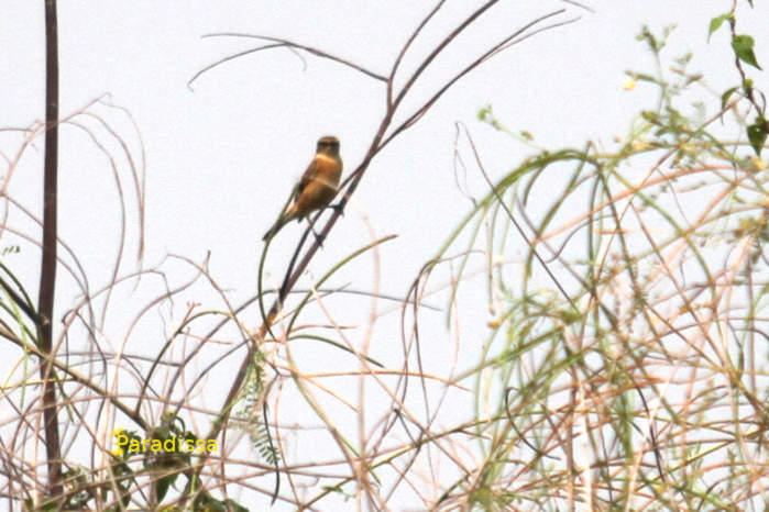 Amur stonechat in Vietnam